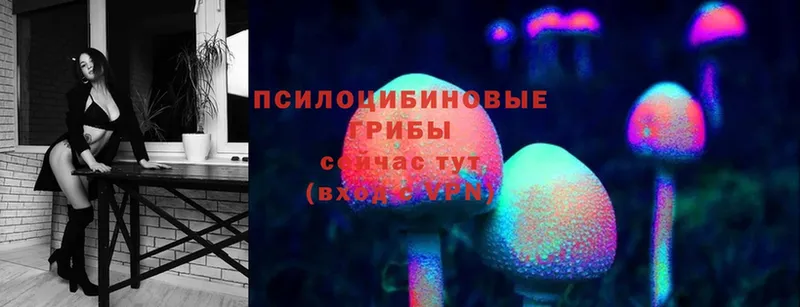 Псилоцибиновые грибы Psilocybe  Новодвинск 